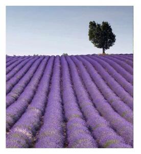 Fototapetă vlies câmp de lavandă 225 x 250 cm