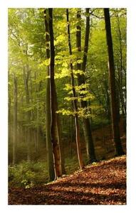 Fototapetă vlies pădure 150 x 250 cm
