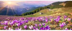 Fototapet panoramic vlies cu brocruși primăvara 375 x 150 cm