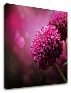 Tablou de perete PINK FLOWERS_149-11 - 30x30 cm