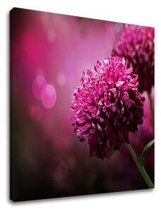 Tablou de perete PINK FLOWERS_149-11 - 40x40 cm
