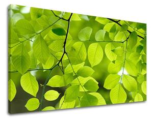 Tablou de perete PLANTE - 20x30 cm