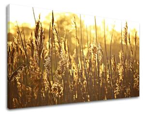Tablou de perete PLANTE - 20x30 cm