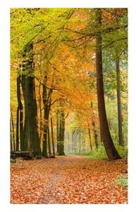 Fototapetă vlies pădure de toamnă 150 x 250 cm