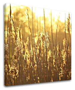 Tablou de perete PLANTE - 30x30 cm