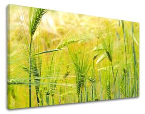 Tablou de perete PLANTE - 20x30 cm