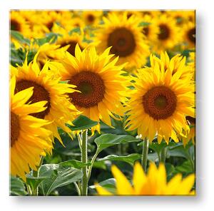 Tablou de perete YELLOW FLOWERS_168-12 - 30x30 cm