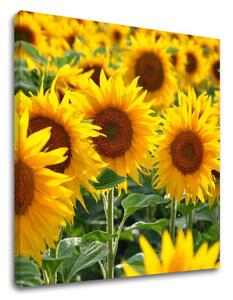 Tablou de perete YELLOW FLOWERS_168-12 - 30x30 cm