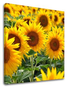 Tablou de perete YELLOW FLOWERS_168-12 - 30x30 cm