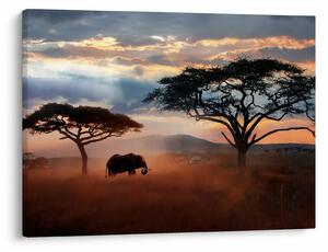 Tablou - Parcul Național Serengeti, Tanzania, Africa (70x50 cm)