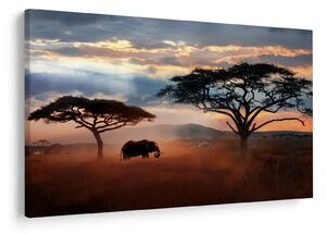Tablou - Parcul Național Serengeti, Tanzania, Africa (90x60 cm)