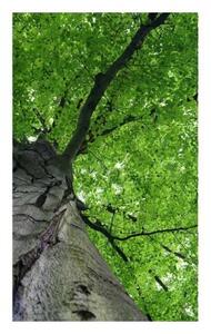 Fototapetă vlies coroana copacilor 150 x 250 cm