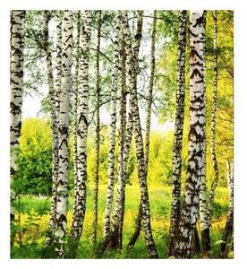 Fototapetă vlies pădure de mesteceni 225 x 250 cm