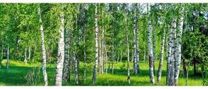 Fototapet panoramic vlies cu dumbravă de mesteceni 375 x 150 cm