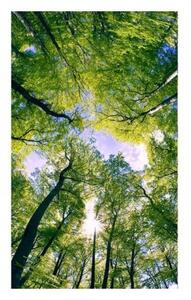 Fototapetă vlies copaci în nori 150 x 250 cm