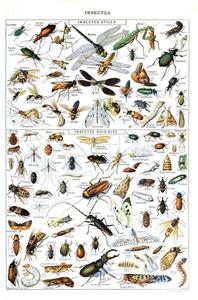 Reproducere Illustration of useful Insects and insect pests c.1923, Millot, Adolphe Philippe