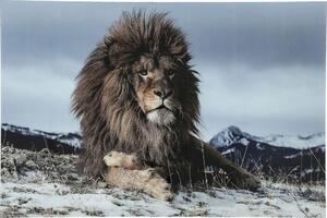 Tablou Proud Lion 120x180cm