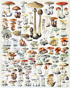 Reproducere Illustration of Mushrooms c.1923, Millot, Adolphe Philippe