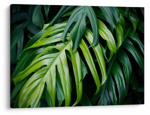 Tablou - Frunze tropicale (70x50 cm)