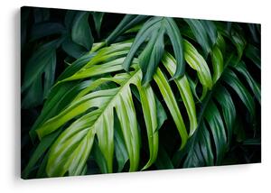 Tablou - Frunze tropicale (90x60 cm)
