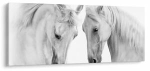 Tabou - Cai albi (120x50 cm)
