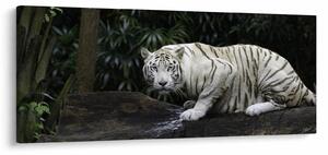 Tablou - Tigru alb (120x50 cm)