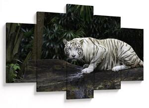 Tablou - Tigru alb (150x105 cm)