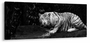 Tablou - Tigru alb, alb-negru (120x50 cm)