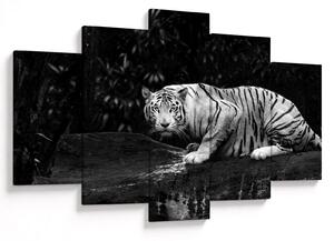 Tablou - Tigru alb, alb-negru (150x105 cm)