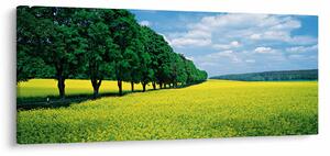 Tablou - Câmp cu alei (120x50 cm)