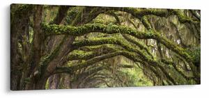 Tablou - Oaks Avenue, Charleston, Carolina de Sud, SUA (120x50 cm)