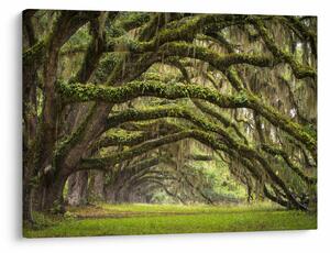 Tablou - Oaks Avenue, Charleston, Carolina de Sud, SUA (70x50 cm)