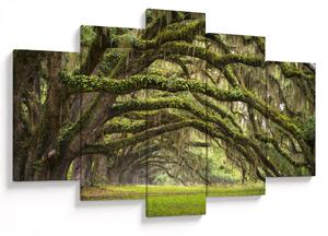 Tablou - Oaks Avenue, Charleston, Carolina de Sud, SUA (150x105 cm)