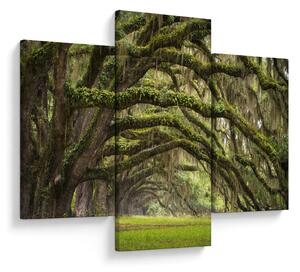 Tablou - Oaks Avenue, Charleston, Carolina de Sud, SUA (90x60 cm)