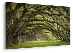 Tablou - Oaks Avenue, Charleston, Carolina de Sud, SUA (90x60 cm)