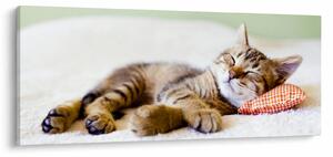 Tablou - Pisicuța adormită (120x50 cm)