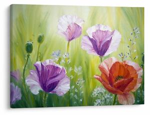 Tablou - Maci (70x50 cm)