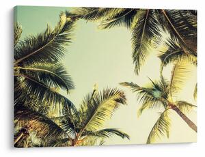 Tablou - Palmieri de cocos (70x50 cm)