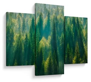 Tablou - Pădurea de brazi (90x60 cm)