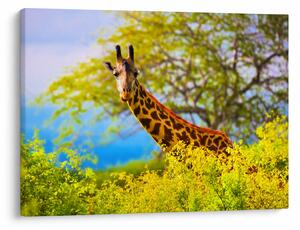 Tablou - Girafa în Africa (70x50 cm)