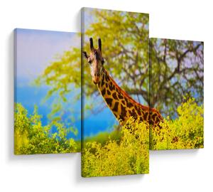 Tablou - Girafa în Africa (90x60 cm)
