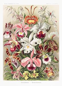 Reproducere Orchideae–Denusblumen, Ernst Haeckel