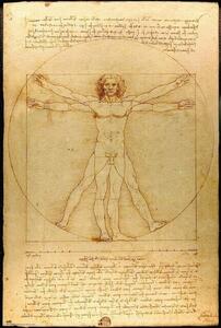 Poster Leonardo Da Vinci - Vitruvian Man, (61 x 91.5 cm)