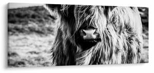 Tablou - Highland - vacă scoțiană (120x50 cm)