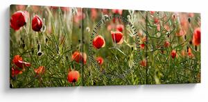 Tablou cu maci (cu ceas) (90x30 cm)