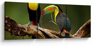 Tablou tucani sezând , Costa Rica (cu ceas) (90x30 cm)