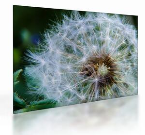 Tablou pe sticlă cu păpădie desflorit (70x50 cm)