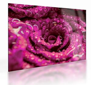 Tablou pe sticlă cu floarea trandafirului roz (70x50 cm)