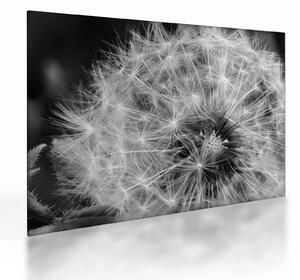 Tablou pe sticlă - mulțime de păpădii (70x50 cm)