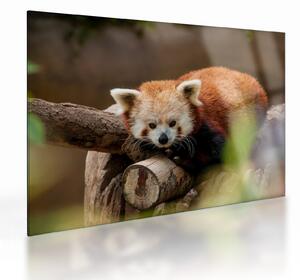 Tablou pe sticlă cu panda roșie (70x50 cm)
